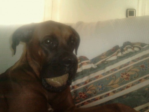 Jugando con la pelota. Boxer de 3 años de edad...le estoy buscando novia...que esta desesperado..y con las hormonas un poco...alteradas.